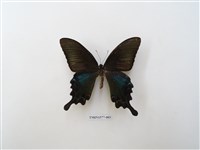 藏品(翠鳳蝶)的圖片